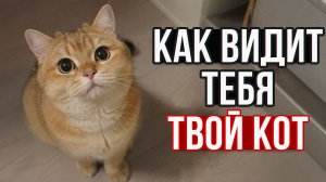 ШОКИРУЮЩАЯ правда о кошачьем восприятии мира.