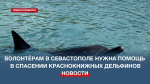 Севастопольские волонтёры одновременно выхаживают четырёх краснокнижных дельфинов