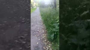 вечерний стрим