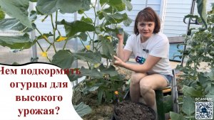 Чем подкормить огурцы для высокого урожая?