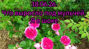 огород и сад под мульчей из сена и травы