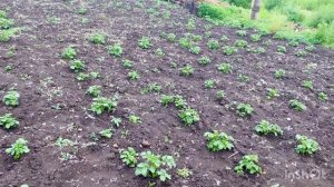 После дождя обхожу свой огород У меня руки не крюки О бравенькой ни слова