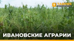 Аграрии Ивановского округа готовятся к жатве и оценивают качество бобовых