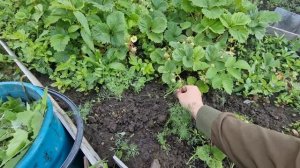 Полю грядки делюсь новостями. Разбираю комментарии