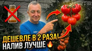 Агроном показал дешёвый стимулятор налива томатов