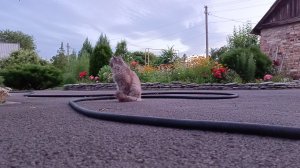 18-06-2026 Дела садовые.Огурцы на второй урожай.Обработка всего сада биопрепаратами.