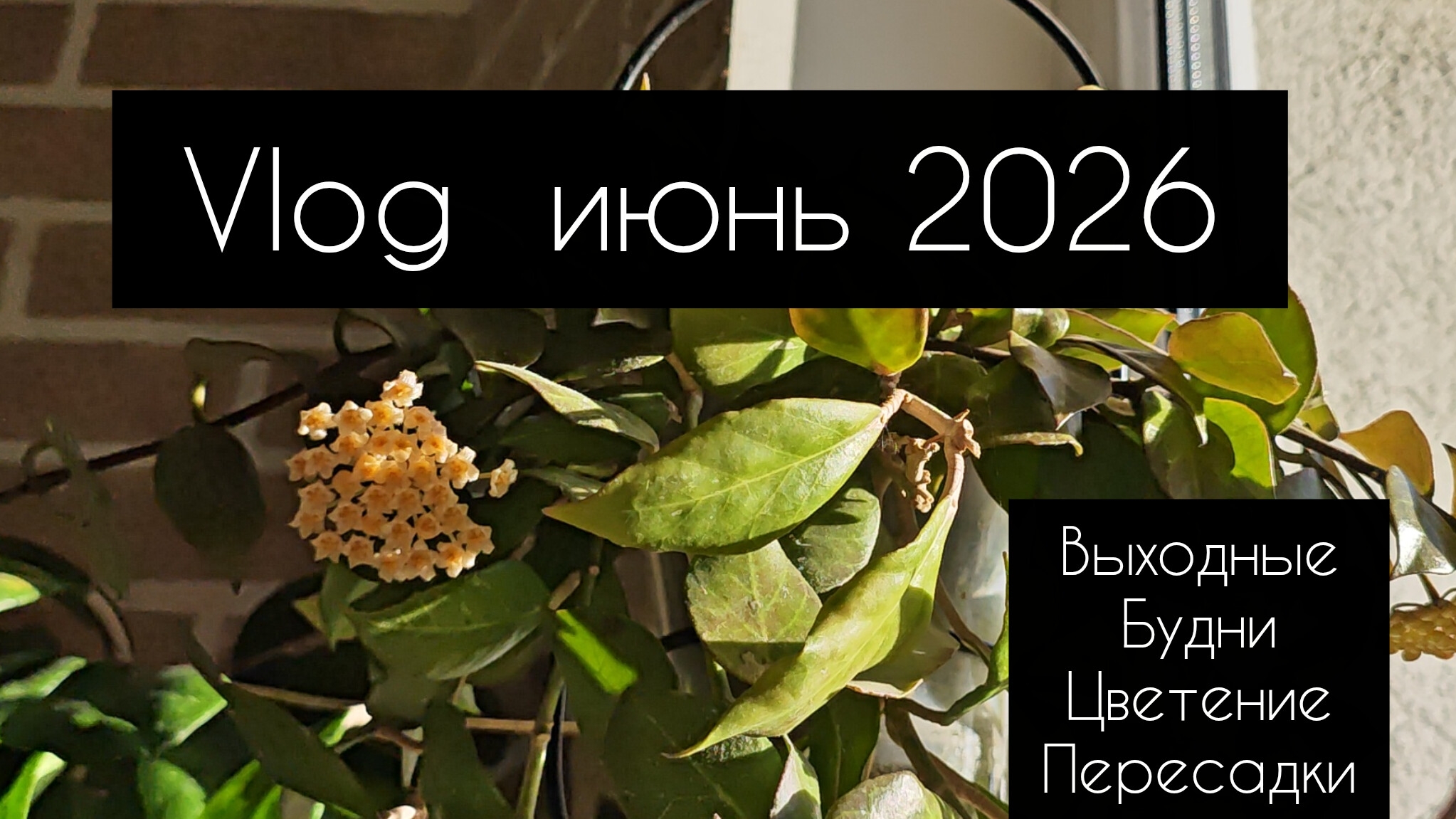VLOG июнь 2026 смотреть онлайн