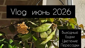 VLOG июнь 2026