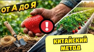 НЕ САЖАЙТЕ клубнику, пока не посмотрите это! 7 этапов к сладкой ягоде!
