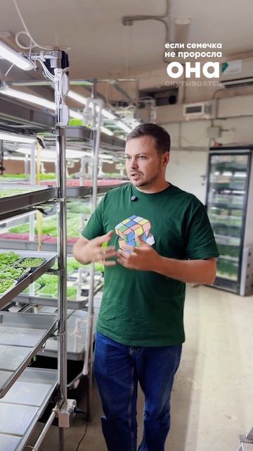 🦠 Плесень на микрозелени: победим без химии!