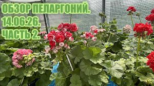 Обзор пеларгоний в середине июня 2026. Часть 2.