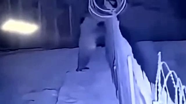 Медведь проходит госграницу между Литвой и Белоруссией
