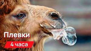 Звуки для соседей - Плевки