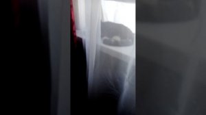 О кошка от вики