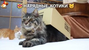Нарядные Котики дома и на солнышке 🌞 🐈🐈🐈 (2)