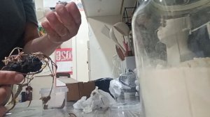 Заказала нимфею на Озоне