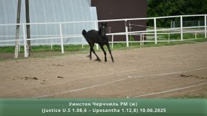 Уинстон Черчилль РМ (ж) (Justice U.S 1.08,6 – Uposantha 1.12,8) 10.06.2025