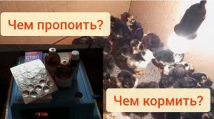 Вылупились! Чем пропоить? Чем кормить? Как лечить? 1е сутки из жизни цыплят. Моя аптечка для цып.