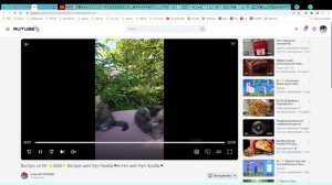 Котята питомника кошек  КУН ПРАЙД