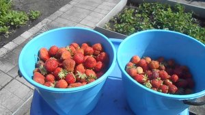 НАЧАЛАСЬ КЛУБНИЧНАЯ ПОРА