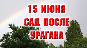 15 июня. Как выглядит мой сад после урагана