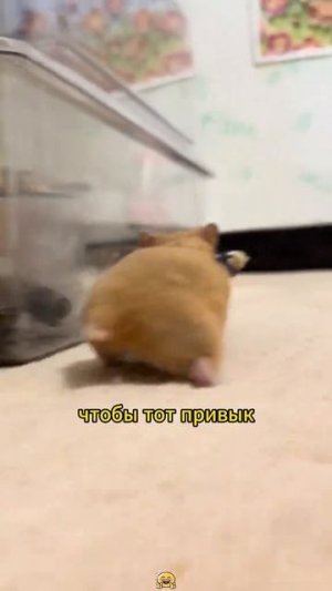 Я люблю всех животных😇