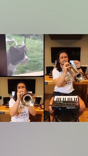КотоПесня