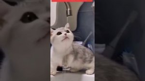 Смешные коты😹