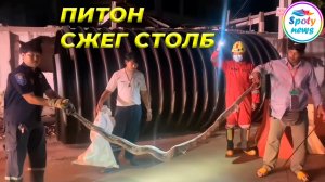 Трех метровый питон стал причиной пожара.