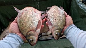 Рыбалка на леща и белого амура, хороший клёв рыбы