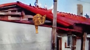 Билетёрша
