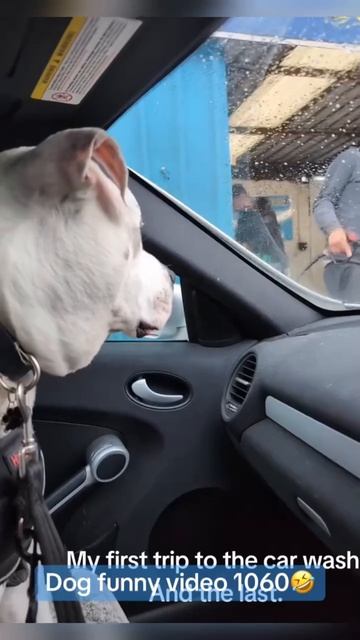 зубастый охранник))) смотреть онлайн