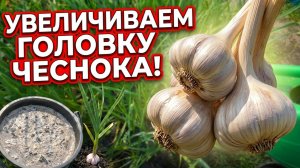 Финальная подкормка чеснока в июне: монофосфат калия, сульфат калия, зола — для крупных головок