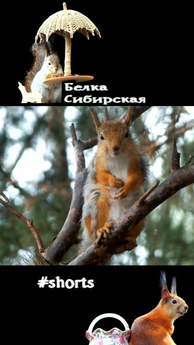 Белка умывается в замедленном темпе
