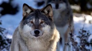 Интересные факты о волках