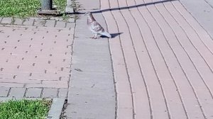 Голубь на дороге VID_20260404_091615