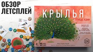 Крылья птицы Азии 🦊 играем в настольную игру