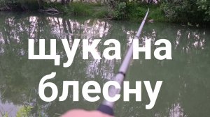 забрался в заросли в поисках щуки