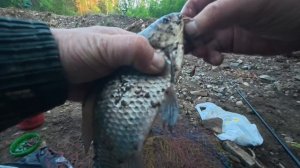 Супер монстр карасище, такие клюют не каждый раз.