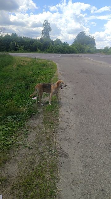 Русская Гончая Собака живёт на дороге полгода и ждёт Хозяина