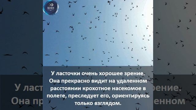 #факт #ласточка