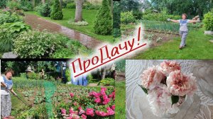 И на огороде вместе!