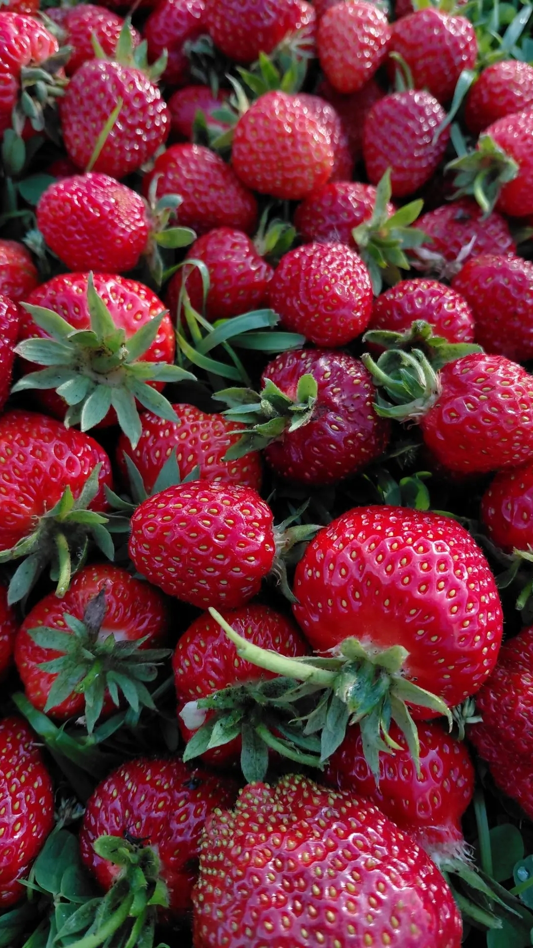 🍓 Первый урожай клубники 2026 #урожай #клубника #сад #огород #дача #растения #рассада #ягоды
