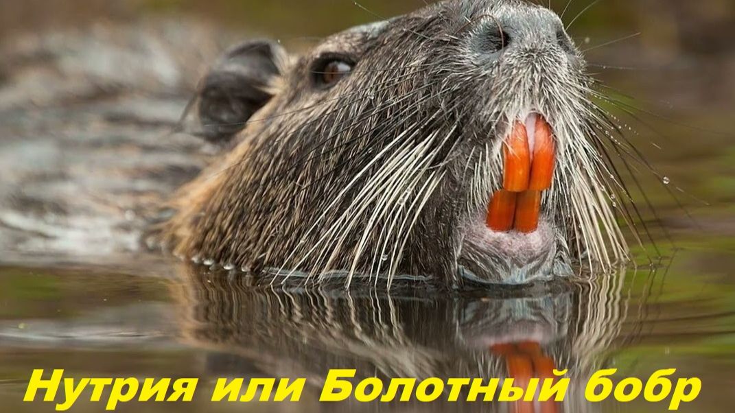 Нутрия или Болотный Бобр на горных озёрах Краснокаменки.