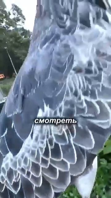 Хищник китоглав