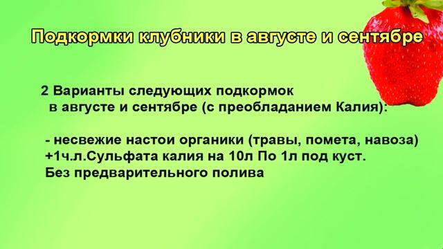 Клубника в августе, подкормки и уход.