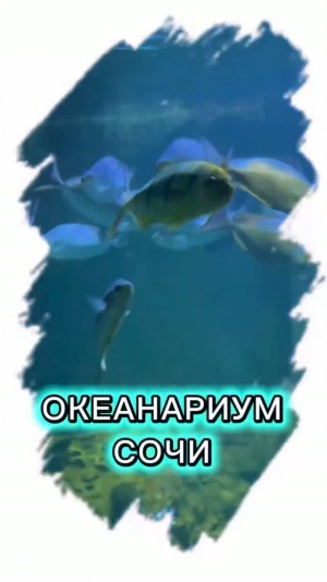 🐠 ОКЕАНАРИУМ