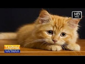 Тайны Чапман  Хвостатые террористы 25 04 2018 HD   YouTube 720p