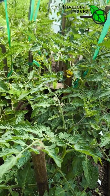 🍅🥒 Активатор урожая! Всего 1 раз и плодов в 3 РАЗА больше! Томаты и огурцы ЛОМЯТСЯ от урожая!