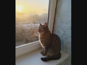 Что скажет Муся
